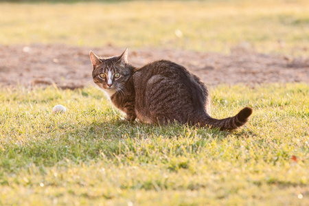 草地上的猫