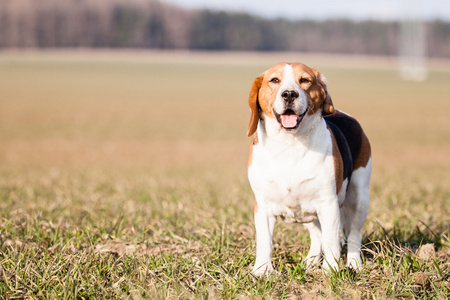 比格犬