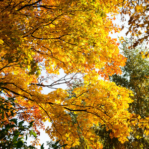 彩色秋天的树叶