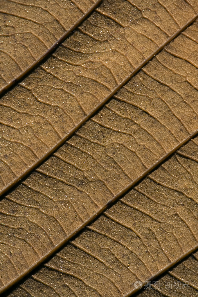 背面的棕色的橡树叶