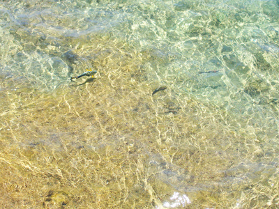  耳透明水的沿海滩涂浅滩