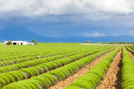 高原 de valensole，普罗旺斯，法国薰衣草田地