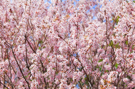 樱花树