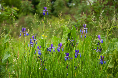 在一片草地上的蓝色小花