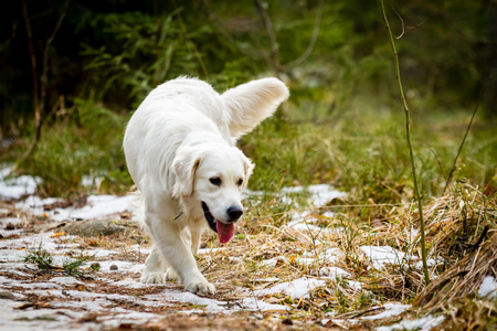 时尚平面矢量金毛猎犬图标在白色背景从狗收集, 向量例证可用于网络和