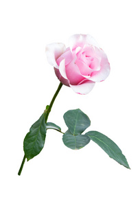 粉色的玫瑰，在白色的背景下，分离