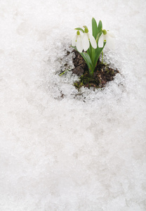 雪花莲和雪