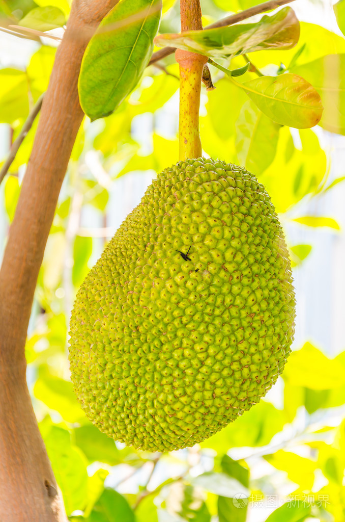 菠萝蜜树上