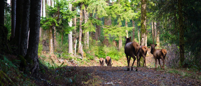 动物麋鹿群走开俄勒冈州森林西北森林野生动物