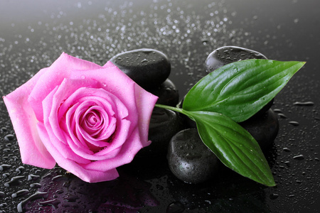 水疗中心的石头与滴 粉红色的玫瑰和绿色叶对灰色背景