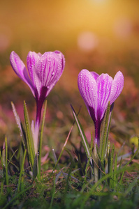 番红花朵鲜花，盛开在日落