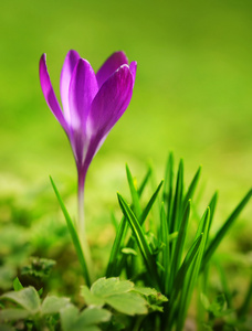 在该字段中的番红花开花