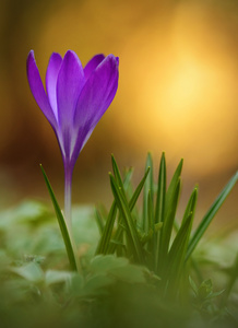 番红花朵鲜花，盛开在领域