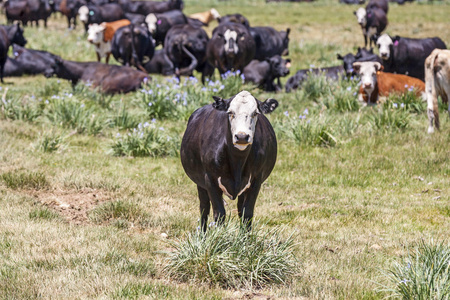 在草地上吃草的母牛