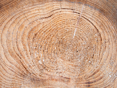 截面锯割的一棵松树的日志图片