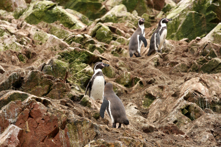 洪堡企鹅岛 ballestas，在秘鲁的帕拉卡斯国家公园