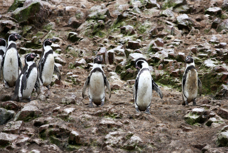 洪堡企鹅岛 ballestas，在秘鲁的帕拉卡斯国家公园