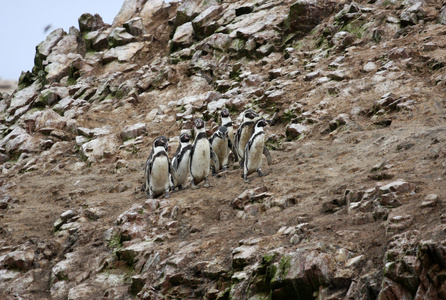 洪堡企鹅岛 ballestas，在秘鲁的帕拉卡斯国家公园