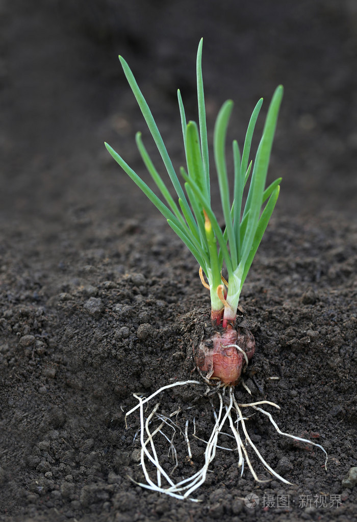 根部的洋葱植物