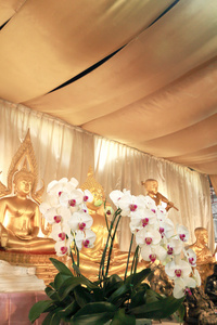 兰花在泰国寺