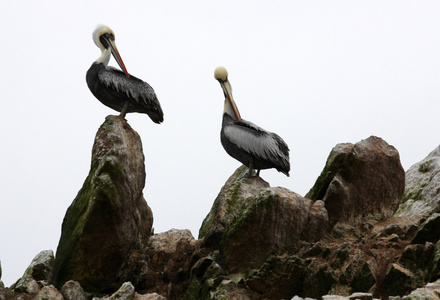 ballestas 島国立公園