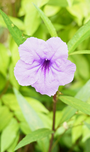 ruellia 荸荠紫罗兰花
