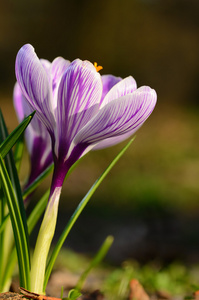 在该字段中的番红花开花