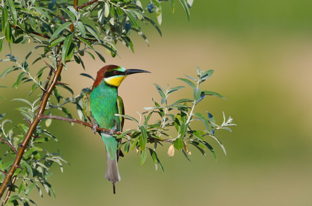 欧洲的食蜂鸟 Merops Apiaster 户外