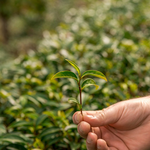 茶鲜叶。茶园