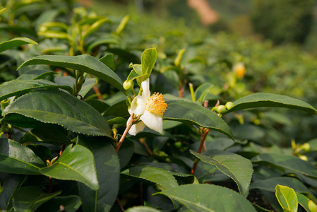 花草茶和新鲜的叶子。茶叶种植园。泰国北部清莱