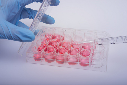 用细胞培养在生物技术实验室的工作