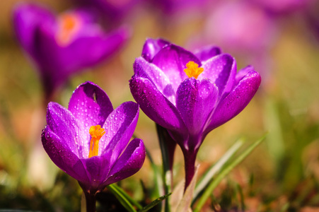 紫罗兰色番红花春天的花朵