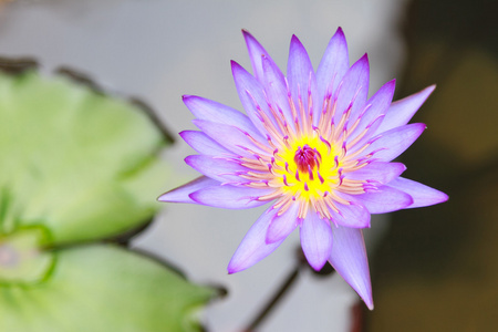 水百合或睡莲莲花属植物图片