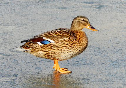 野生公鸭一只鸭子和两德雷克 (男性和女性) 野鸭 (南纬北京鸭) 是一种