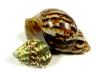 海蜗牛在一块石头上