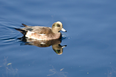 美国 wigeon 在蓝色的海水中游泳