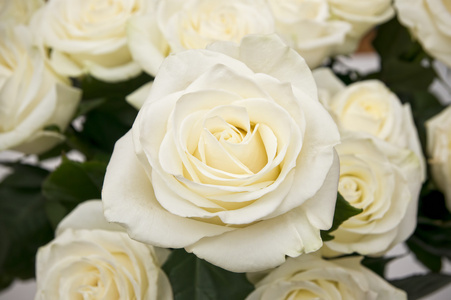 很多的白玫瑰图片