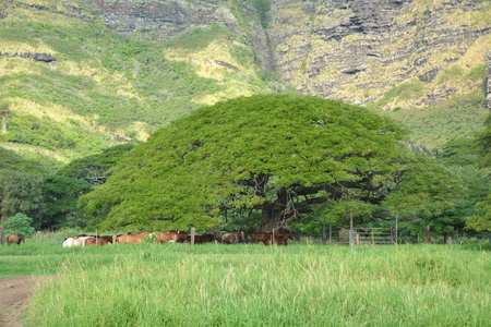 山附近的一棵大树。夏威夷