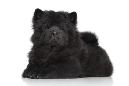 黑色遝长毛的小狗