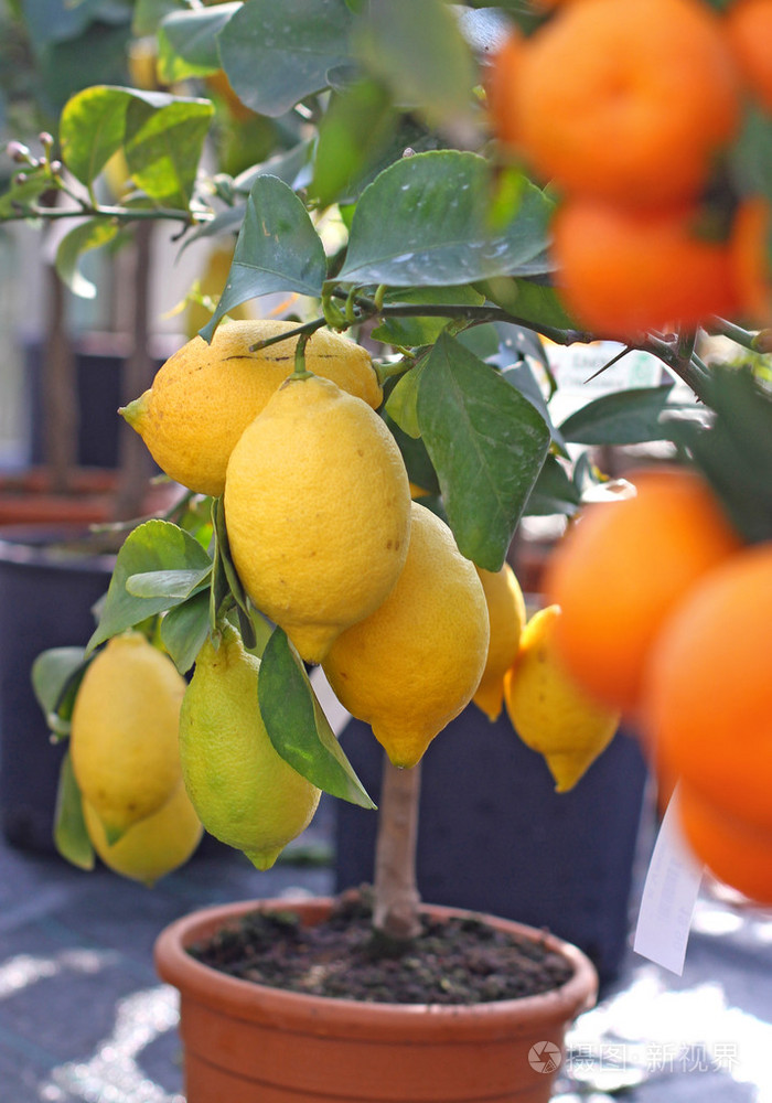 从西西里和成熟的橙色橘子柠檬