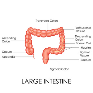 人类的大肠解剖