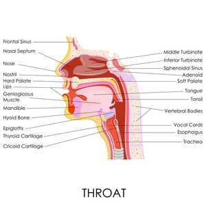 人类喉咙解剖