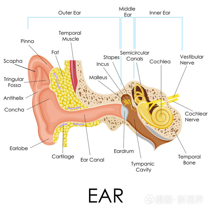 人类耳朵解剖插画 正版商用图片1f0bav 摄图新视界 人类耳朵解剖插画 正版商用图片1f0bav 摄图新视界