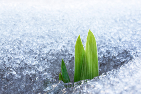 草儿生长着雪