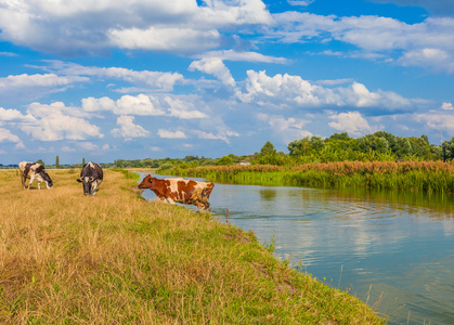 在河里波牛在河里和外地在夏天照片