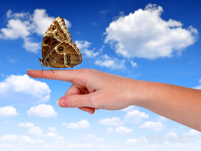 蝴蝶形态在手上