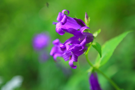 温柔的风信子花