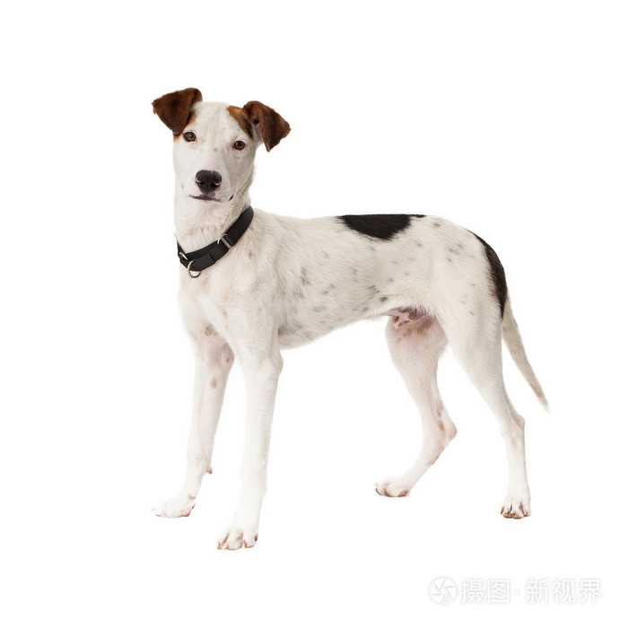 3271*3271px发票合同问题/动物狗指针品种站立混合查看作者其他