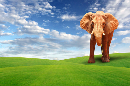 单一的大象走在草田
