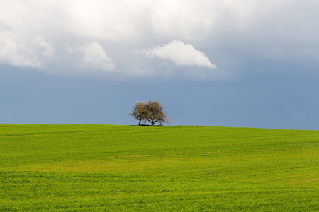 孤独的树上蓝蓝的天空背景上绿色的麦田